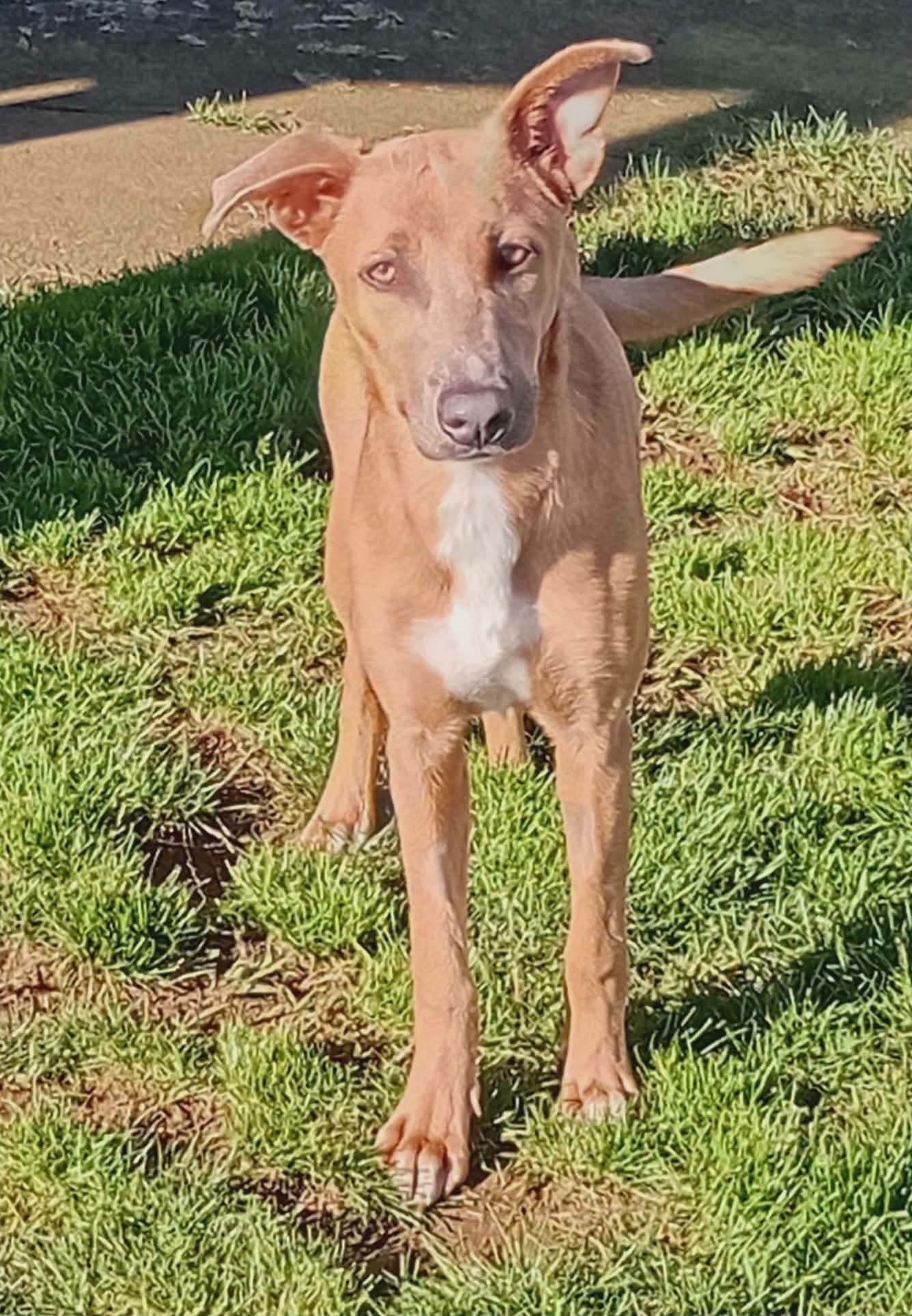 Adopter Iris