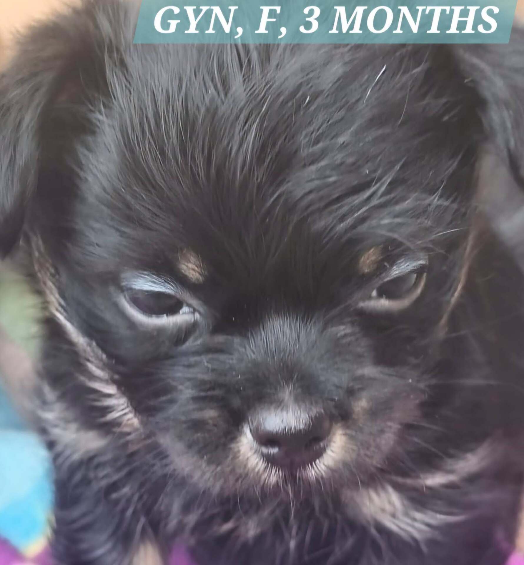 Adopter GYN