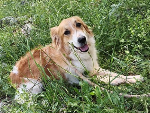 Adopter Zeytouna