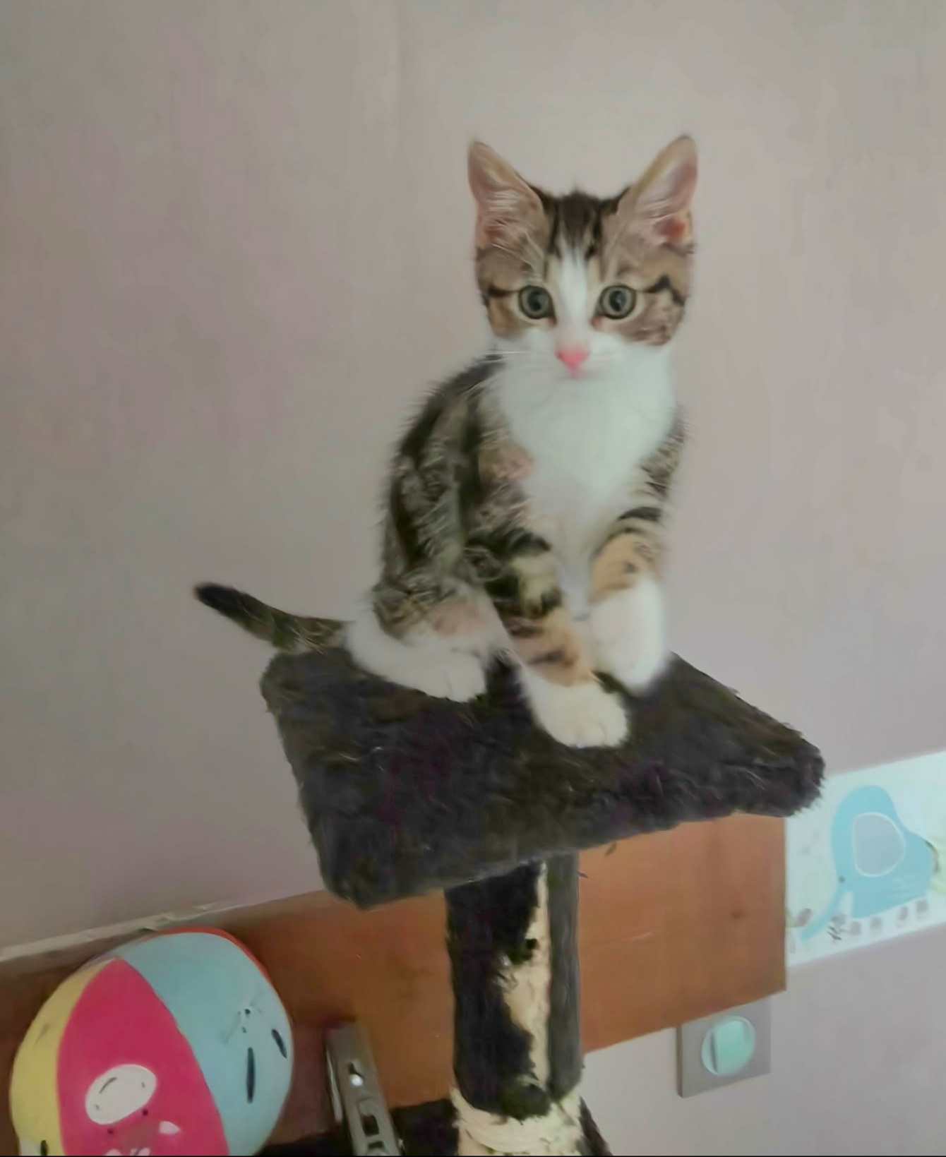 Adopter La Joconde