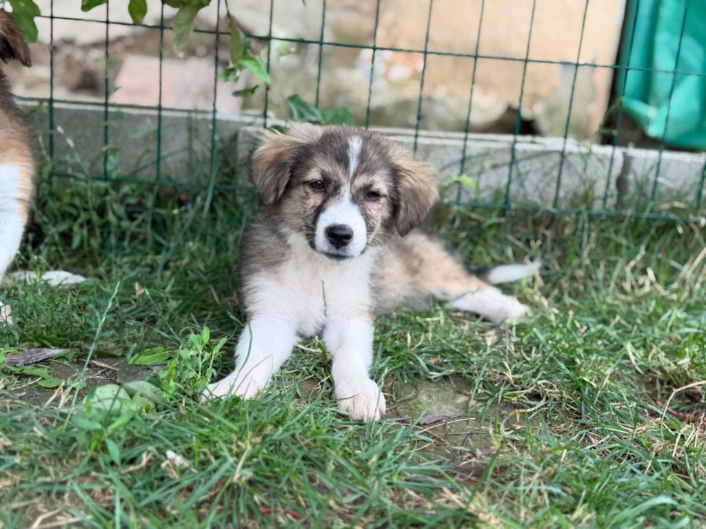 Adopter SEARA