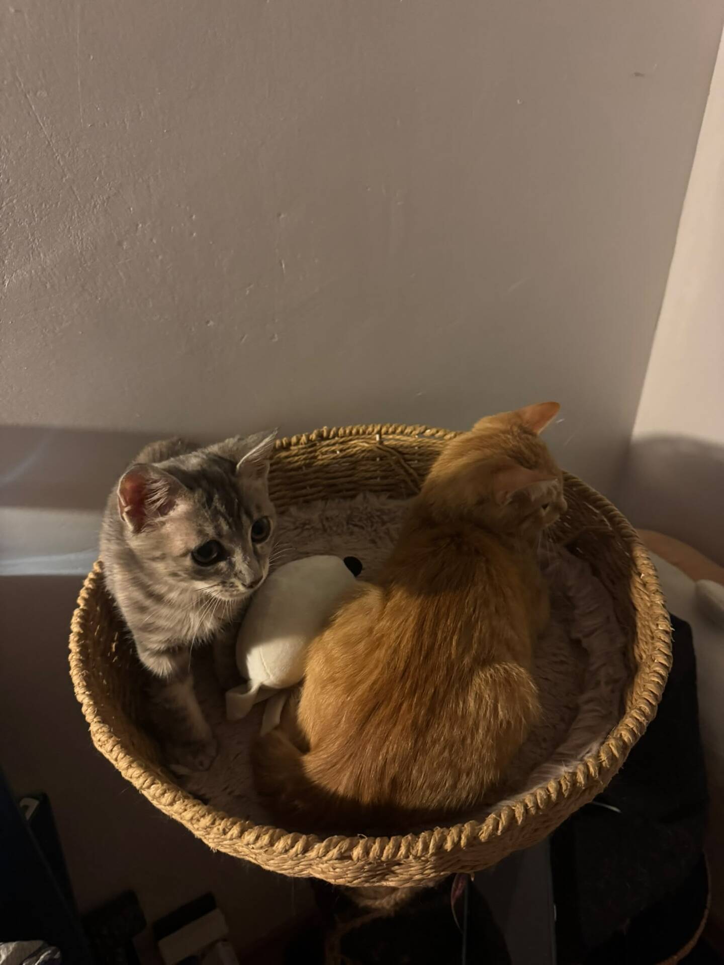 Adoption Pookie