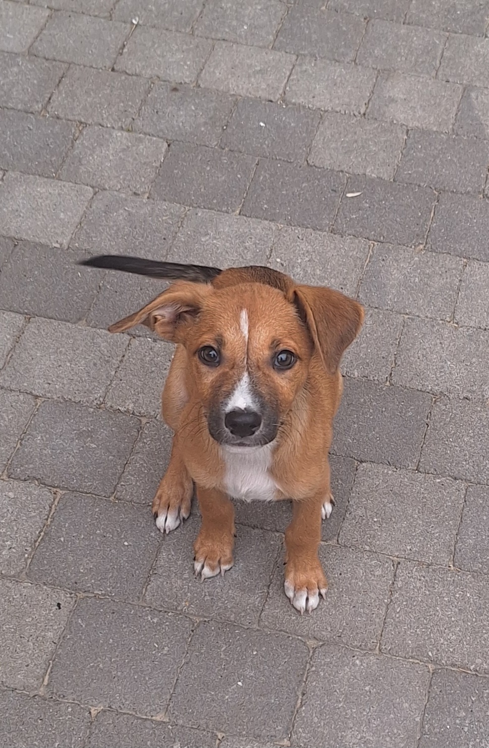 Adopter Zola