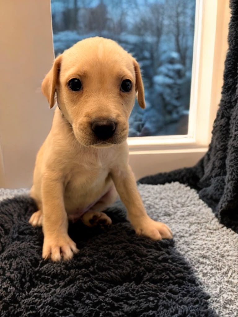 Adopter Spyke