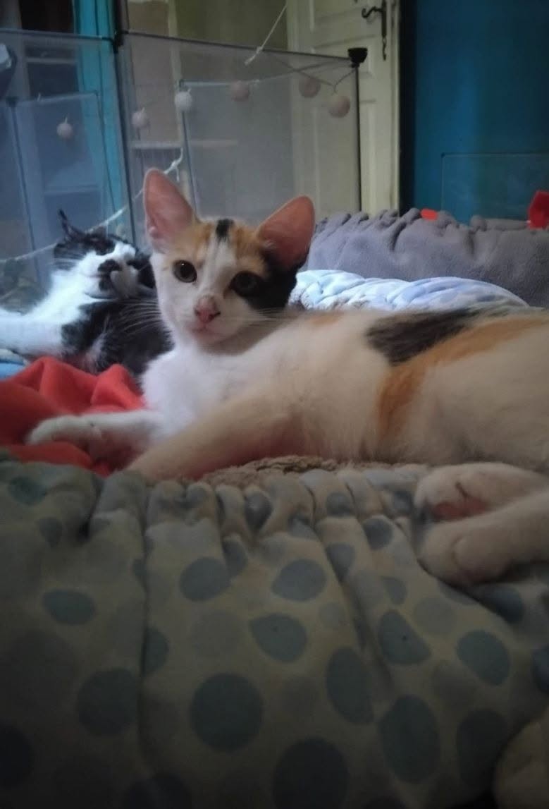 Adopter Baya