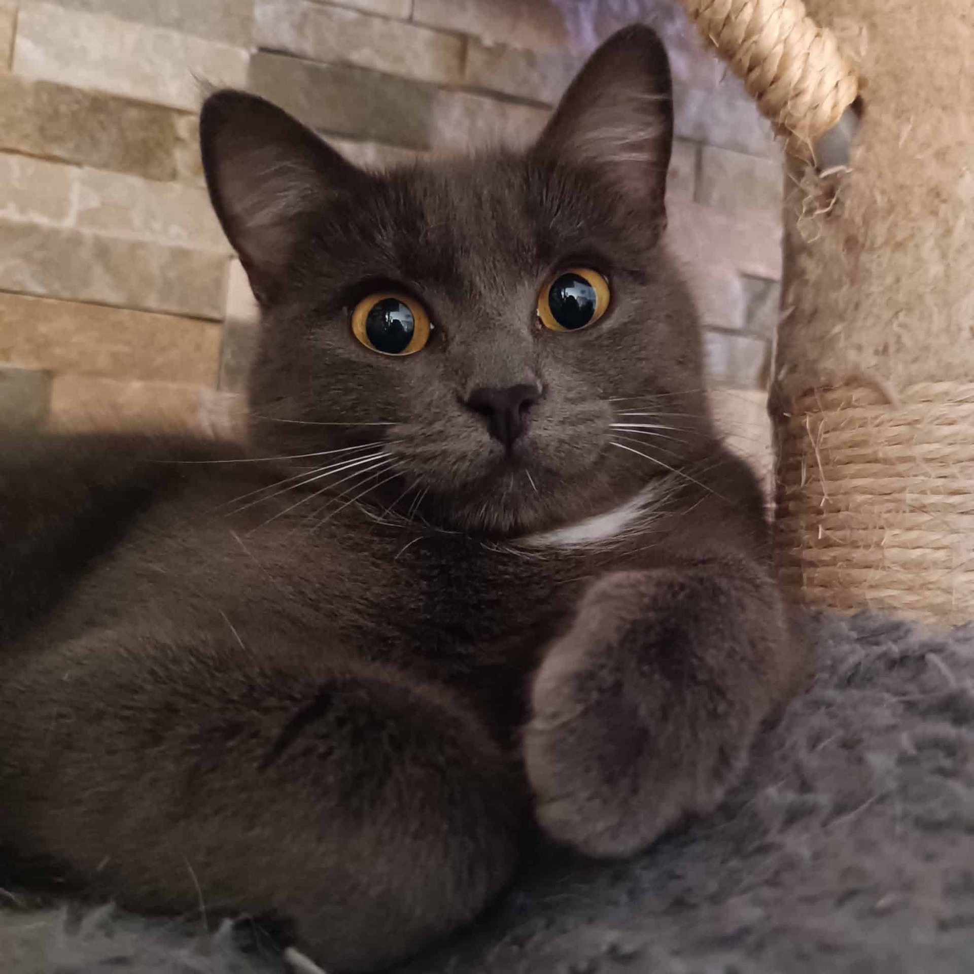Adopter Baltik