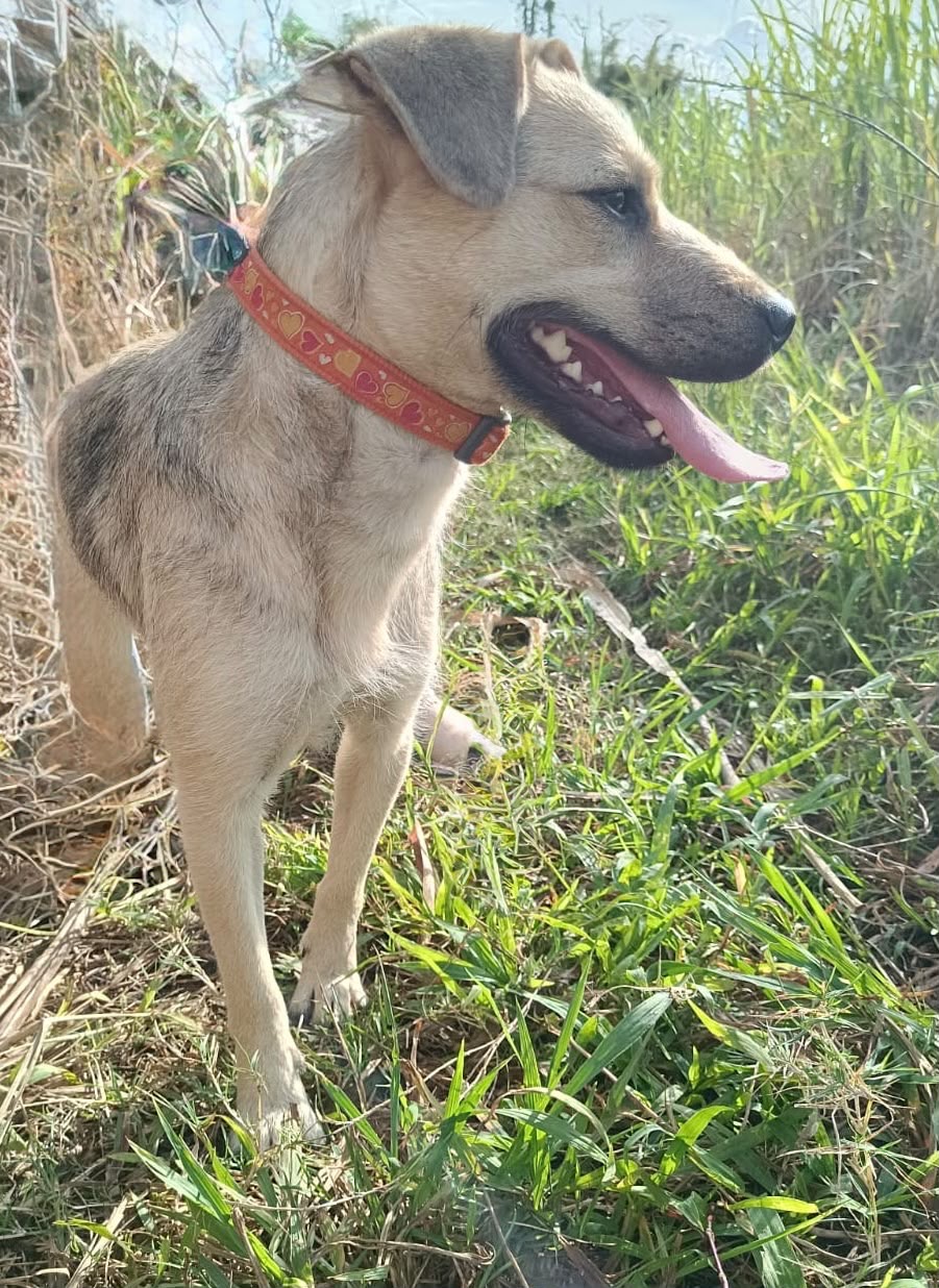 Adopter Baia
