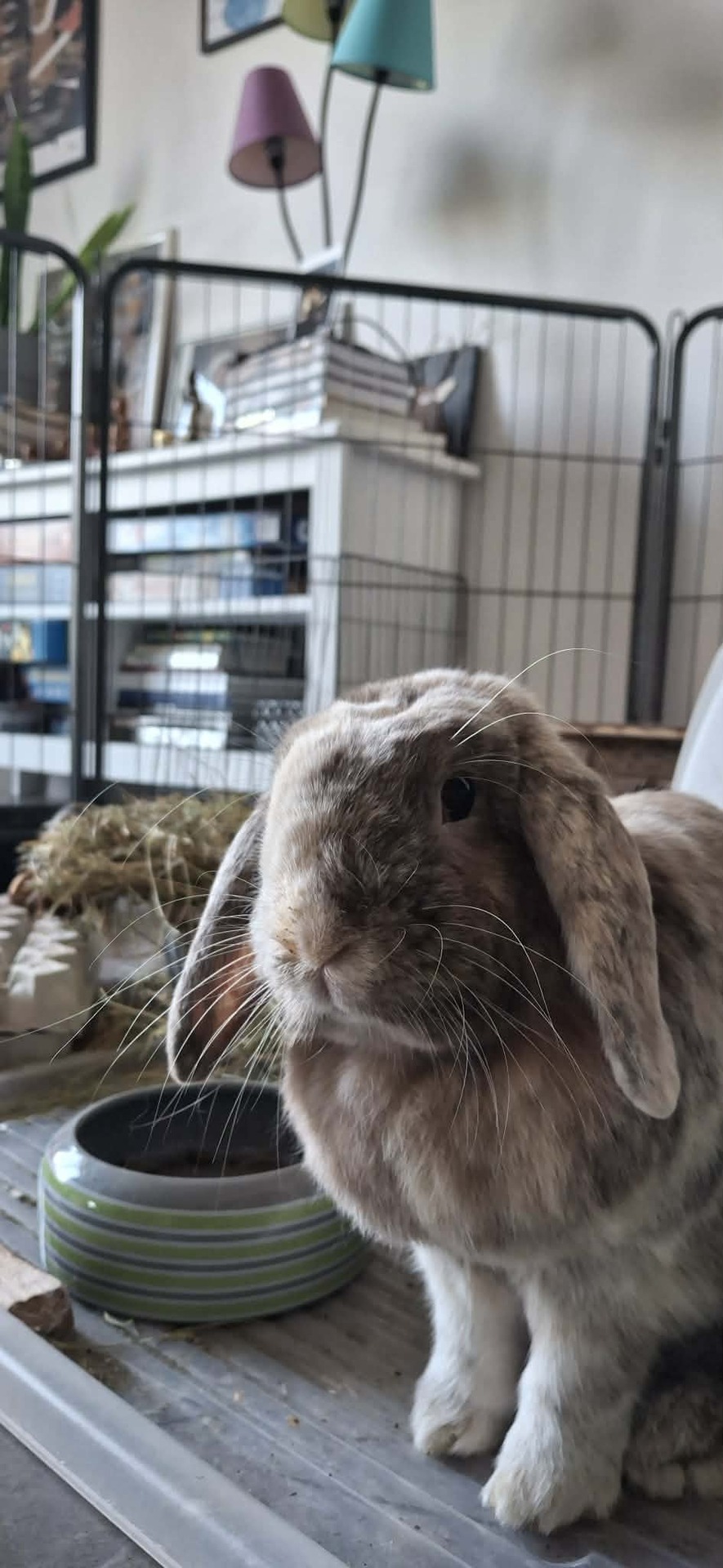Adopter Irène