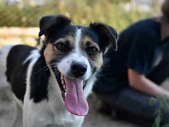 Adopter Eliza