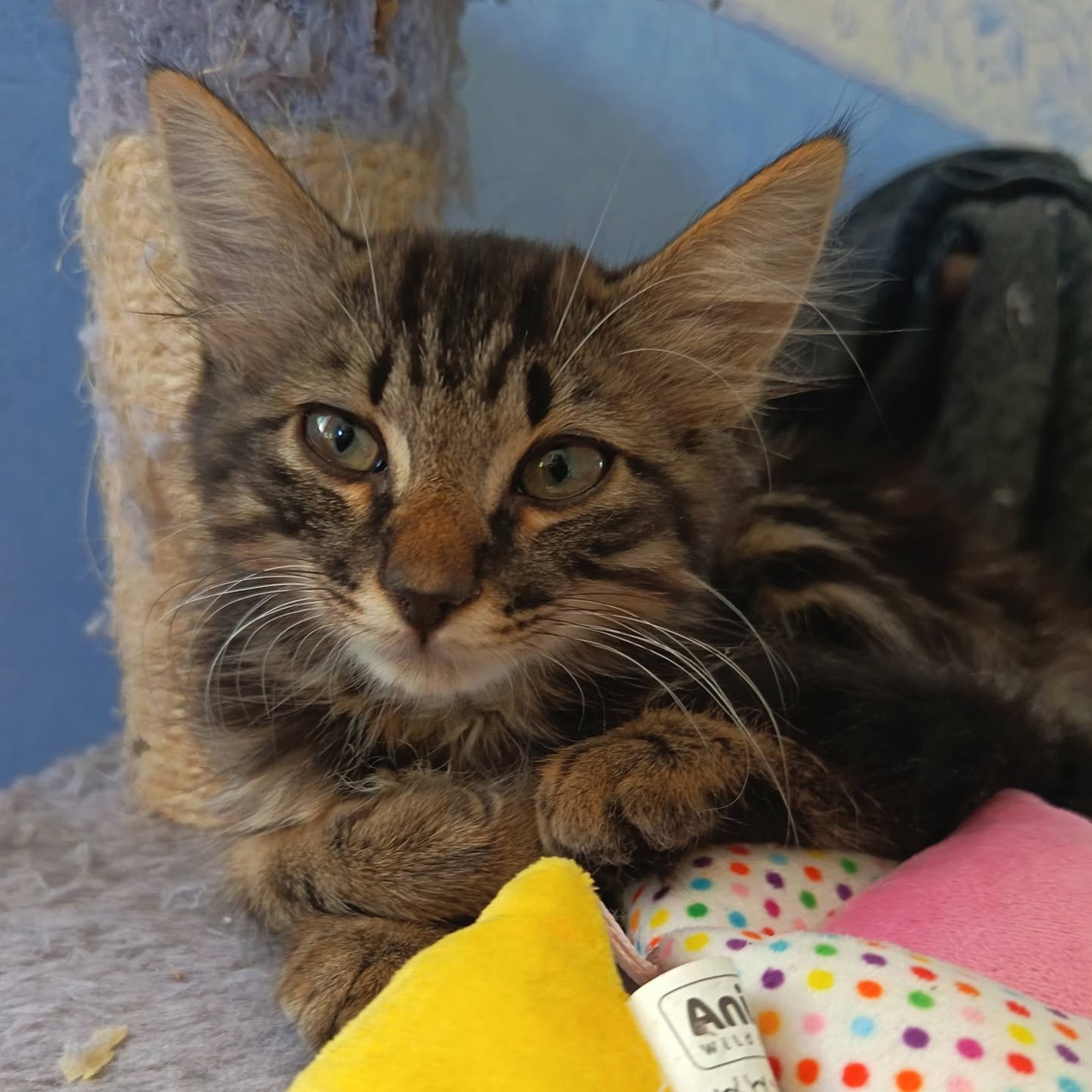 Adopter BOUBA