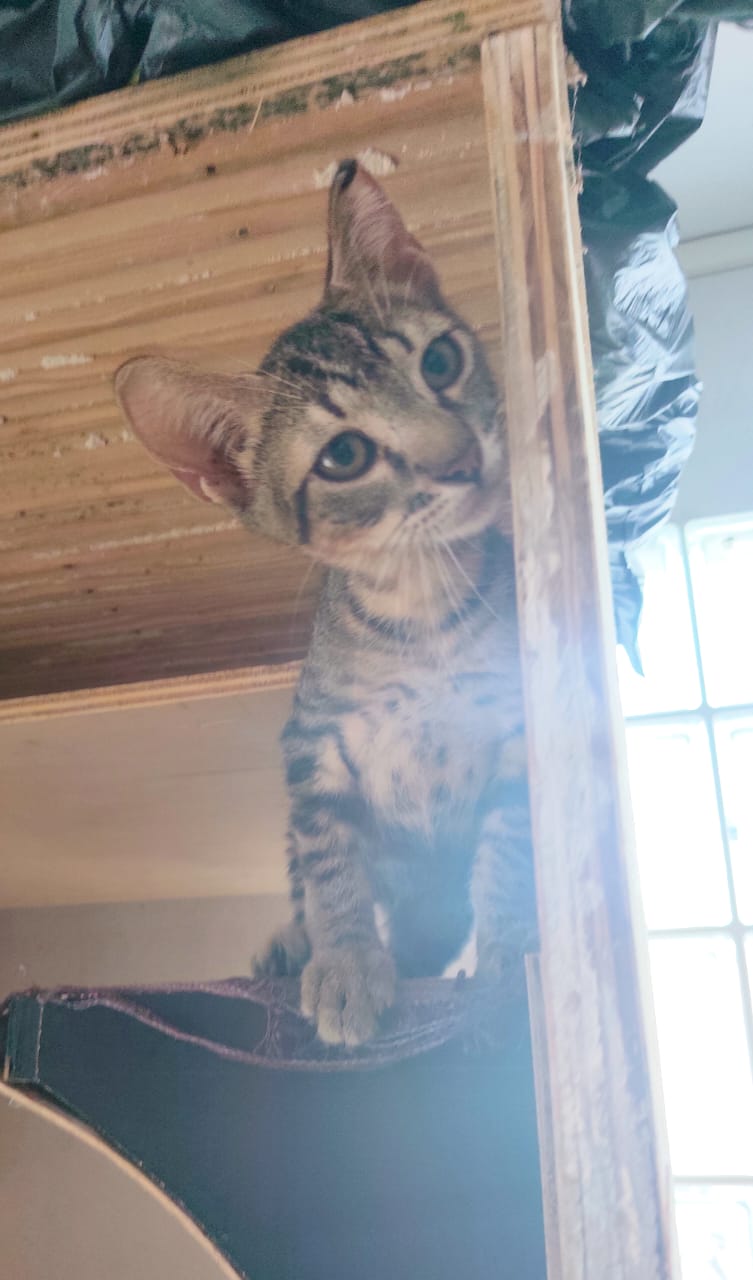 Adopter Bambou 