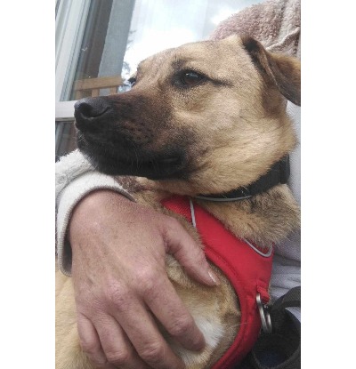 Adopter Olaf