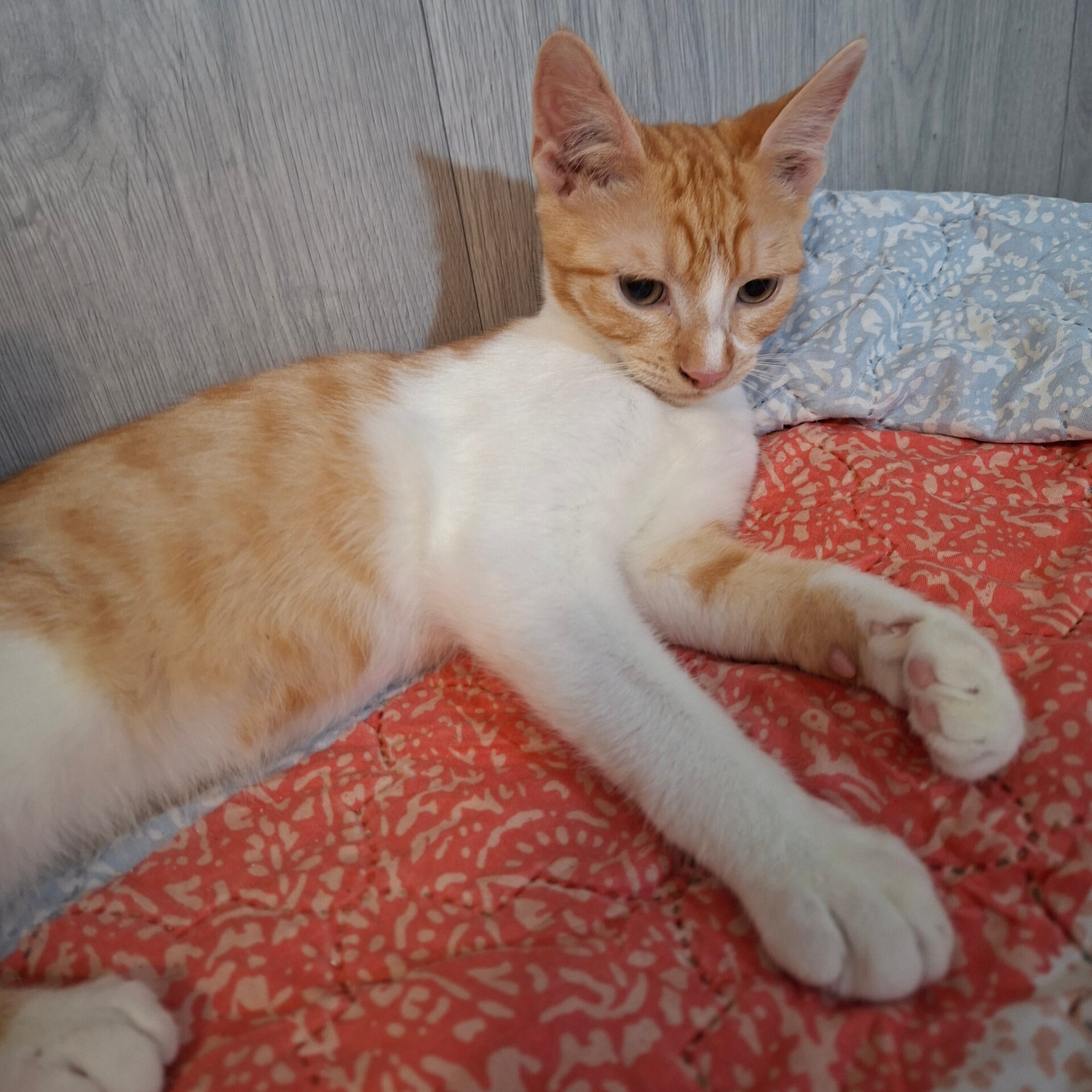 Adopter BRADBURY