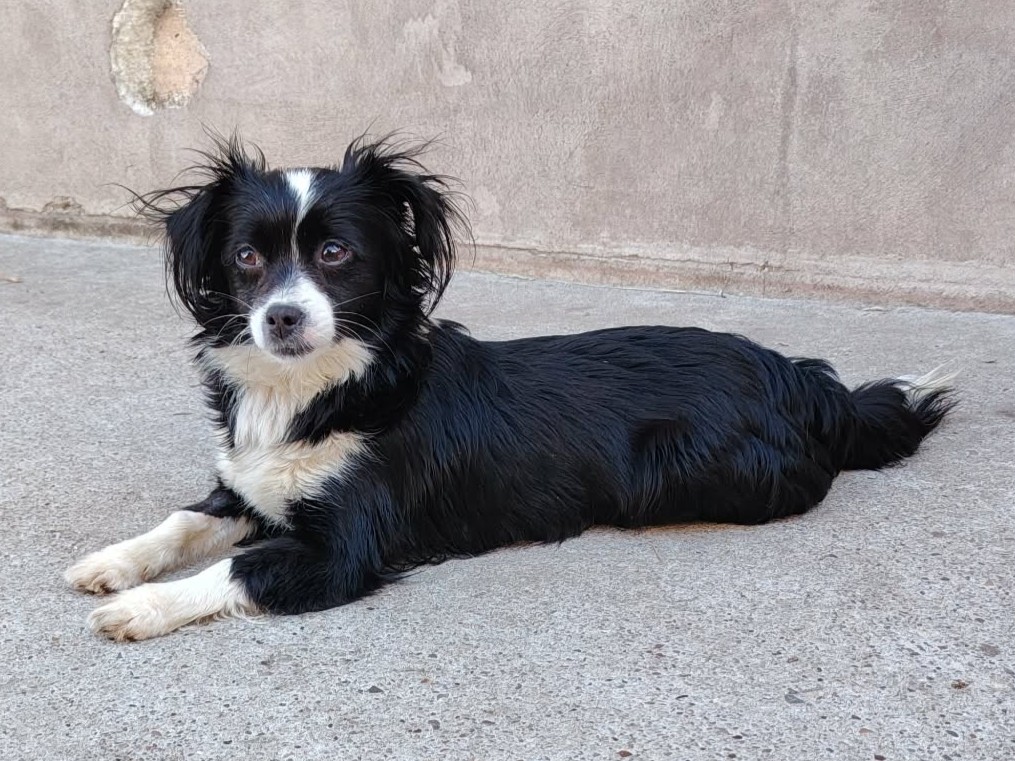 Adoption Tia