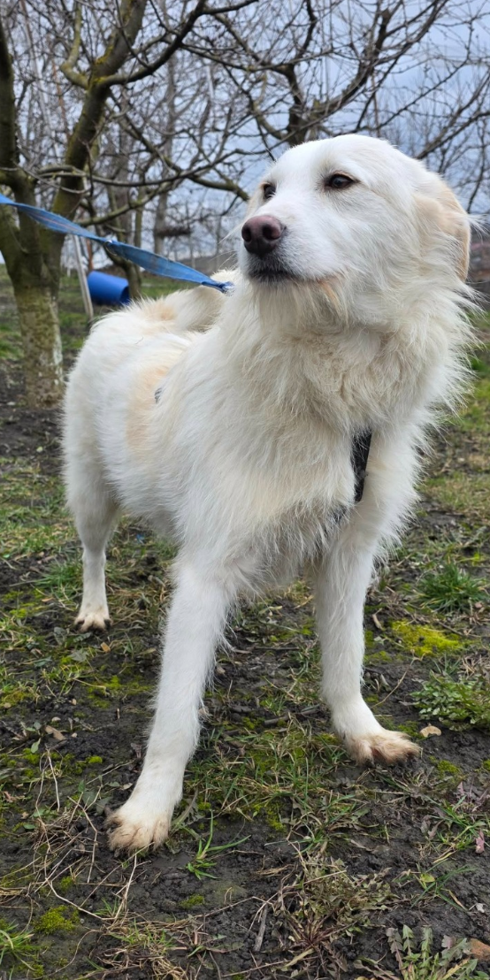 Adopter Lassie