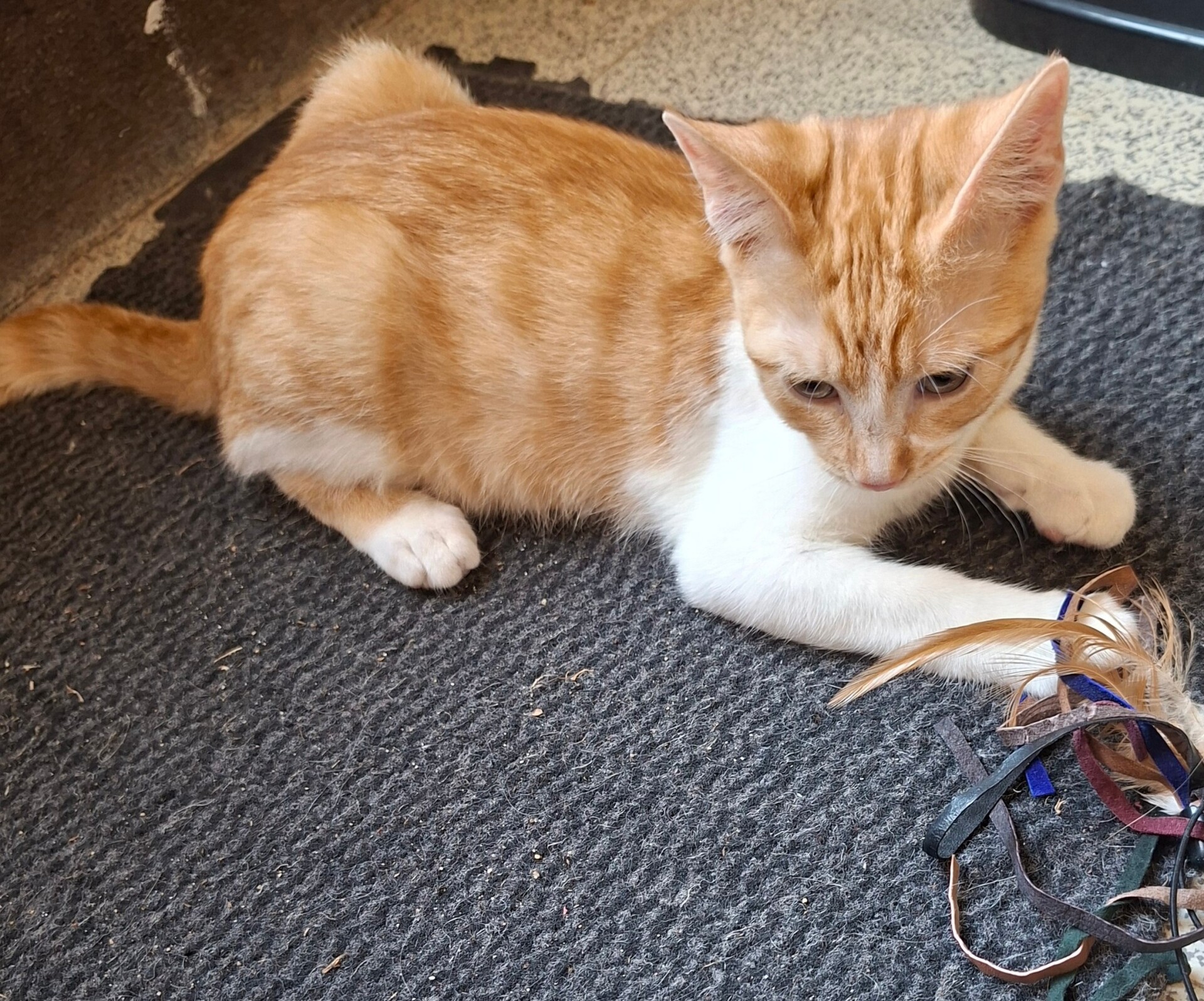 Adoption BRADBURY