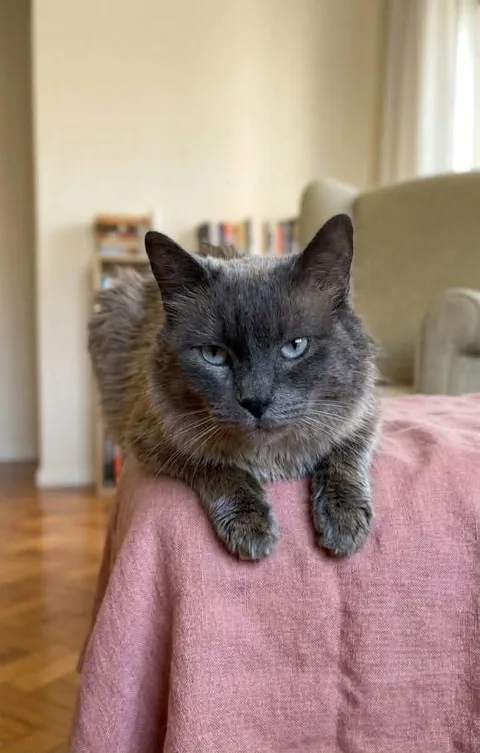 Adopter Minou