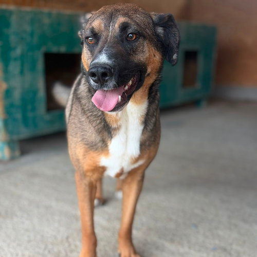 Adopter GEORGI