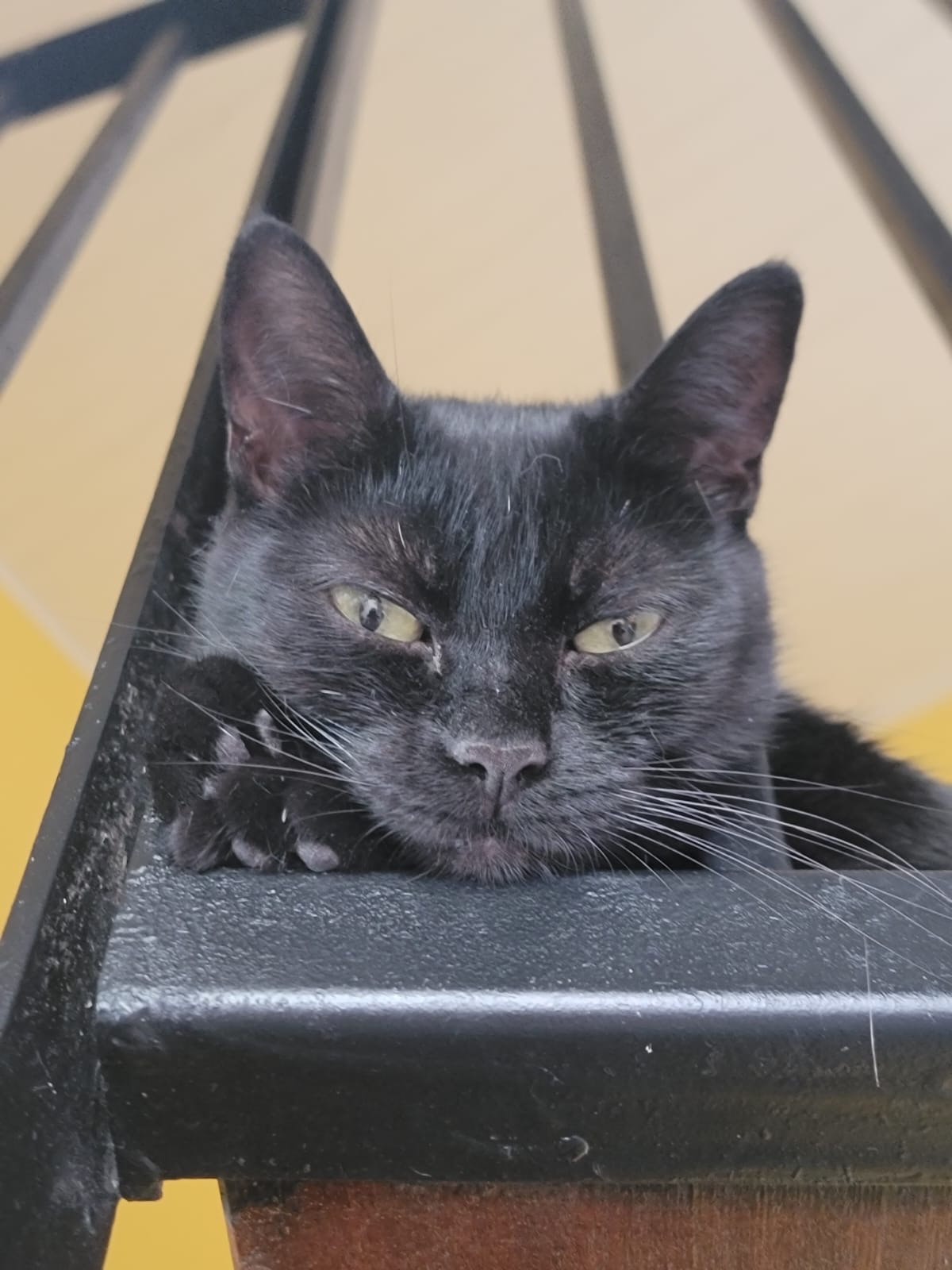 Adopter Nyxie