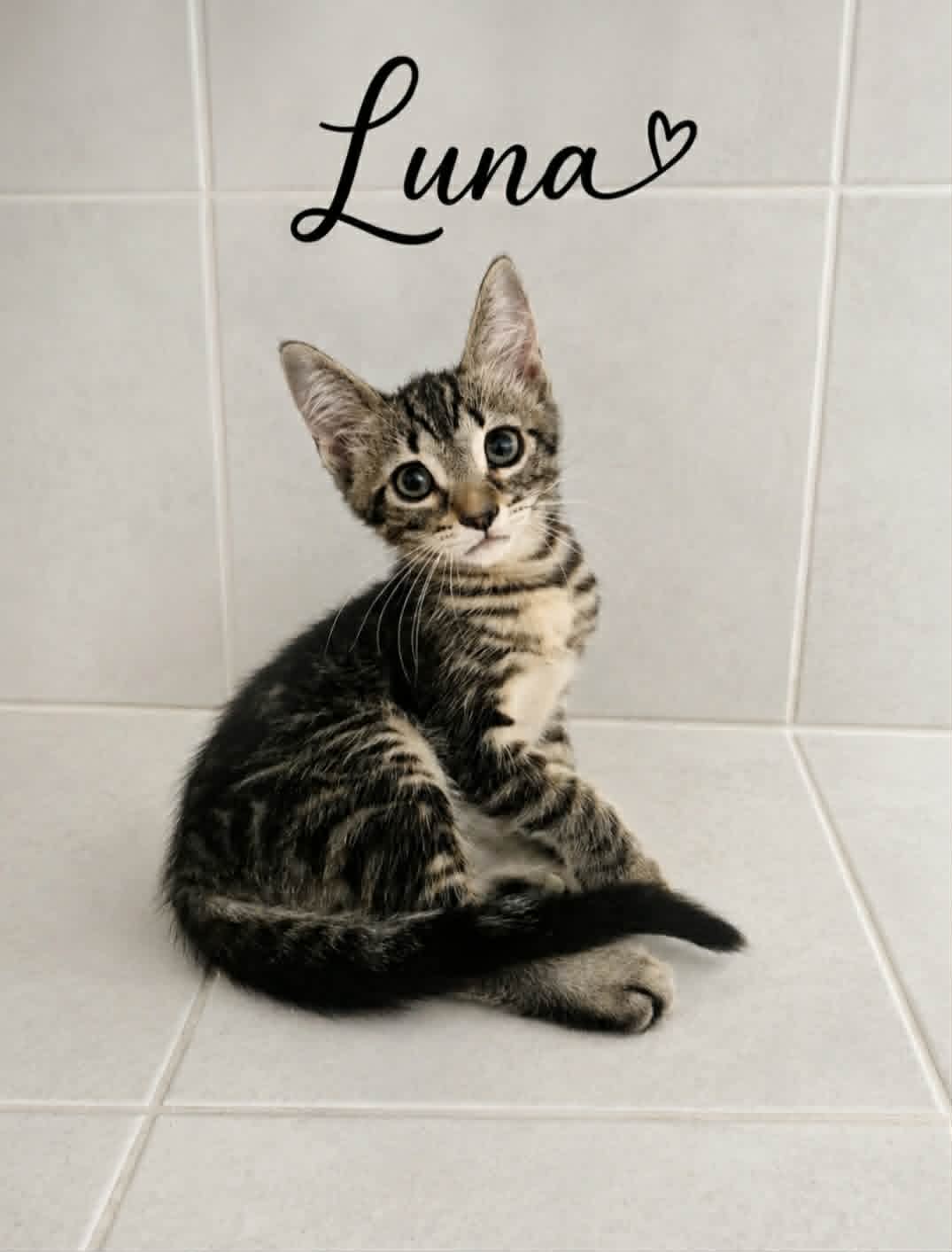 Adopter LUNA