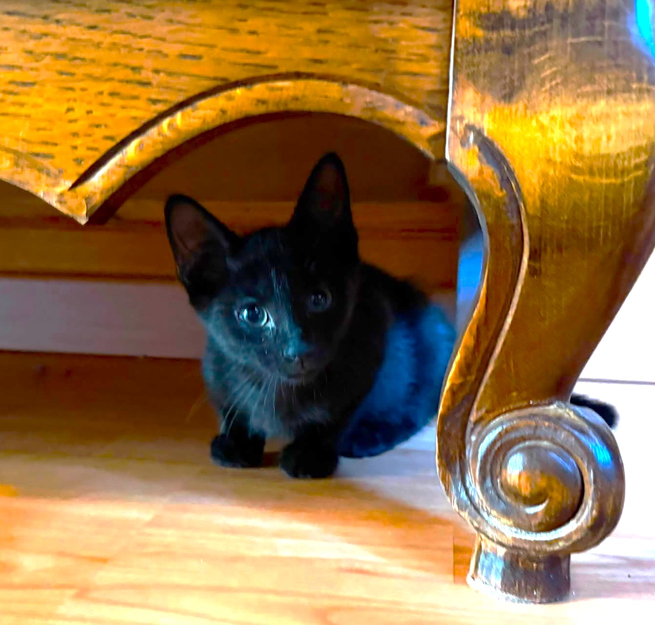 Adopter Burton