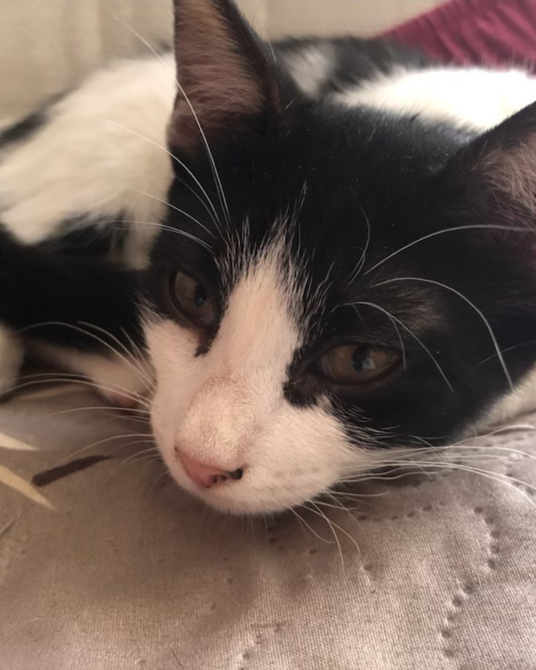 Adopter Felixia