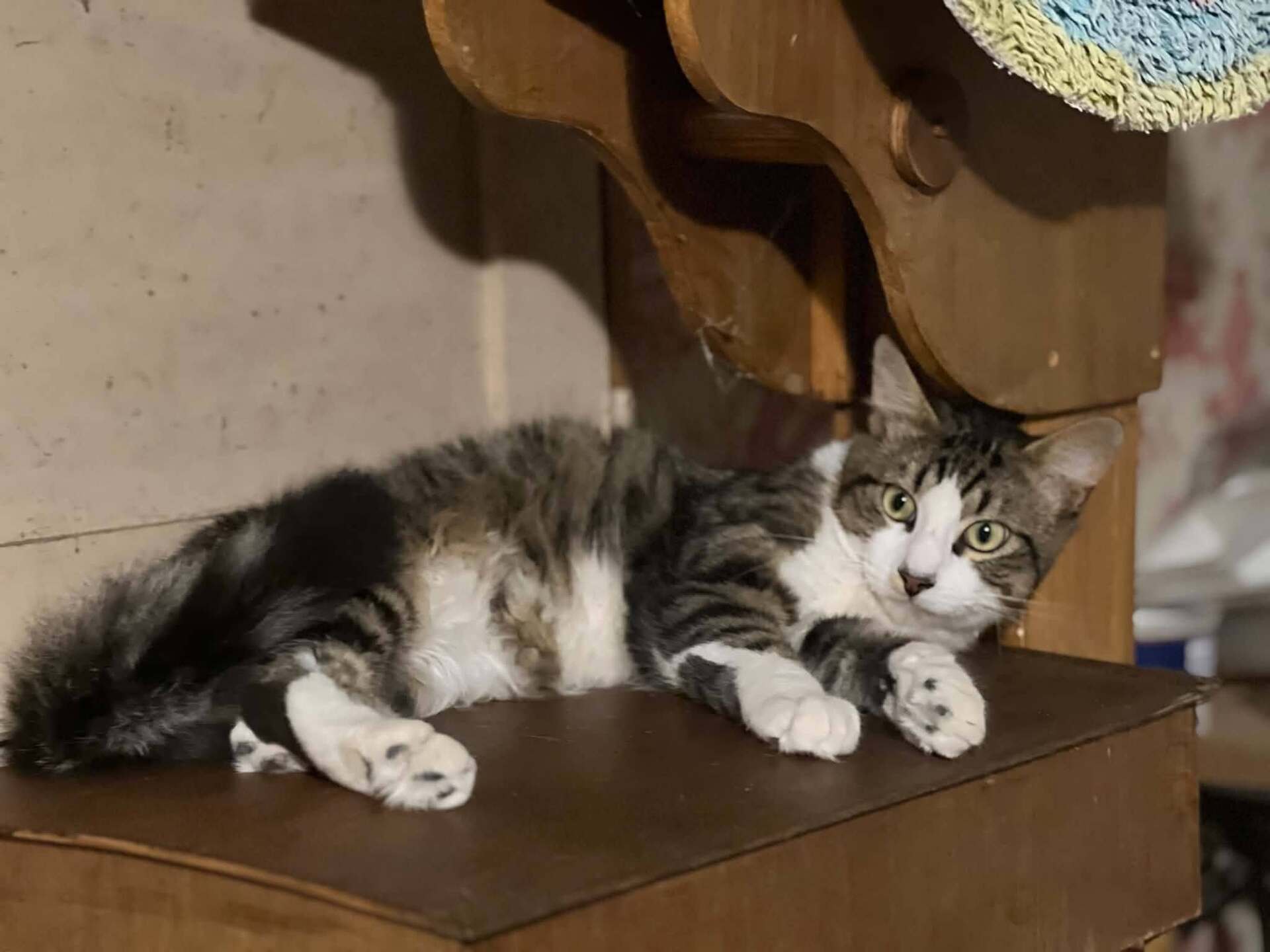Adopter Bigoudi 