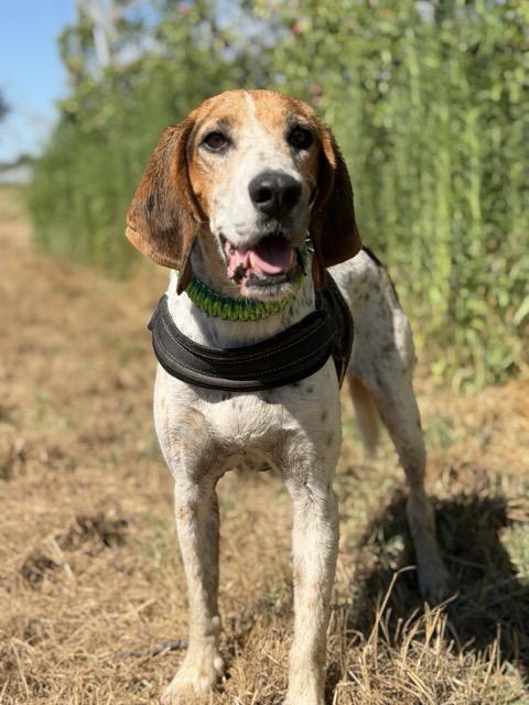 Adoption OTY