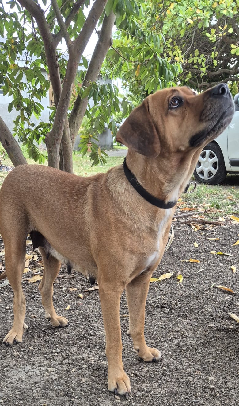 Adoption Poupix