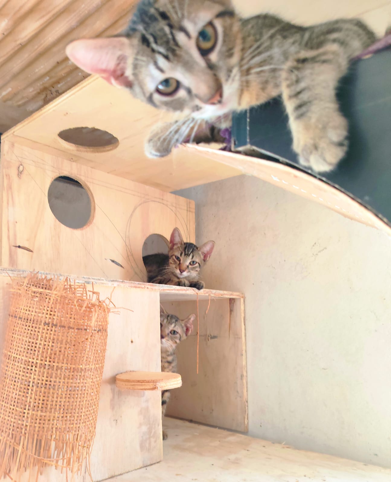 Adoption Bambou 