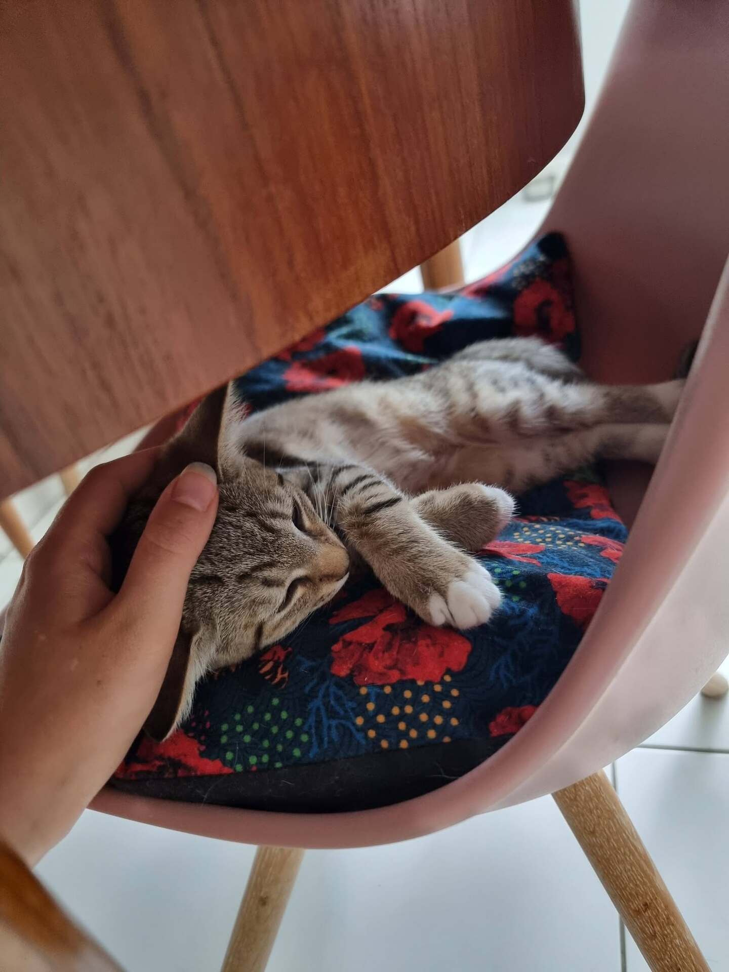 Adopter Glinda