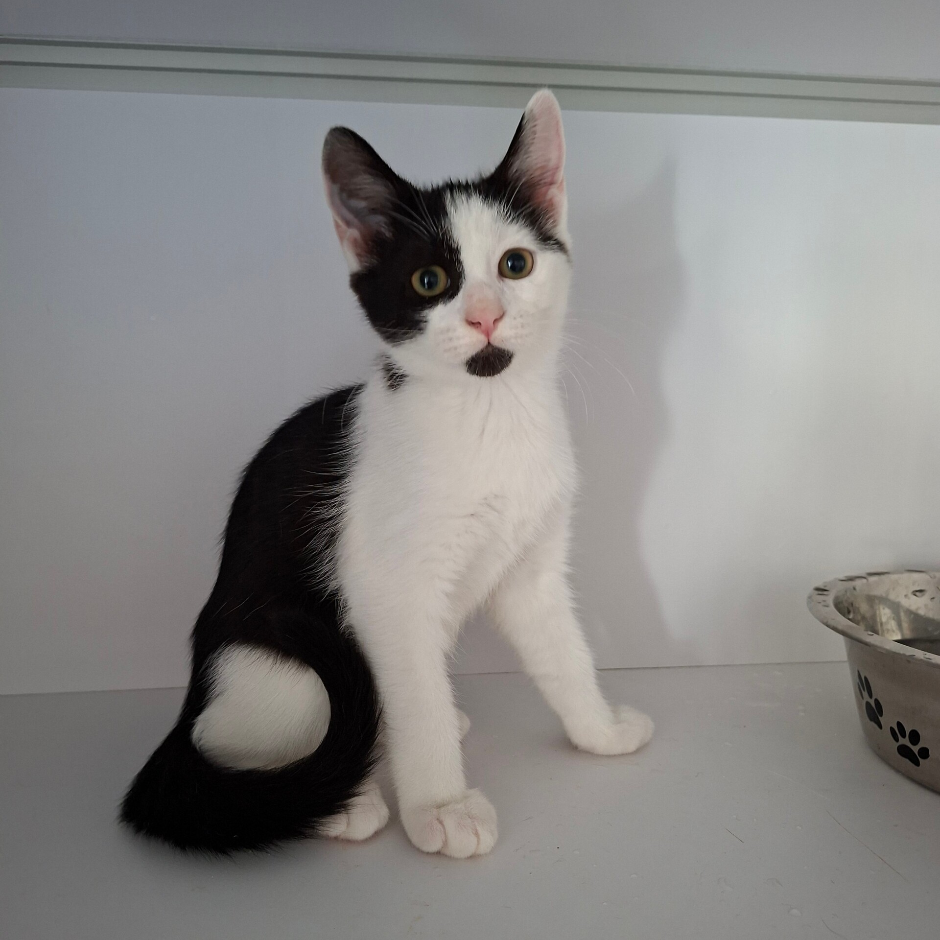 Adopter BEIJIN