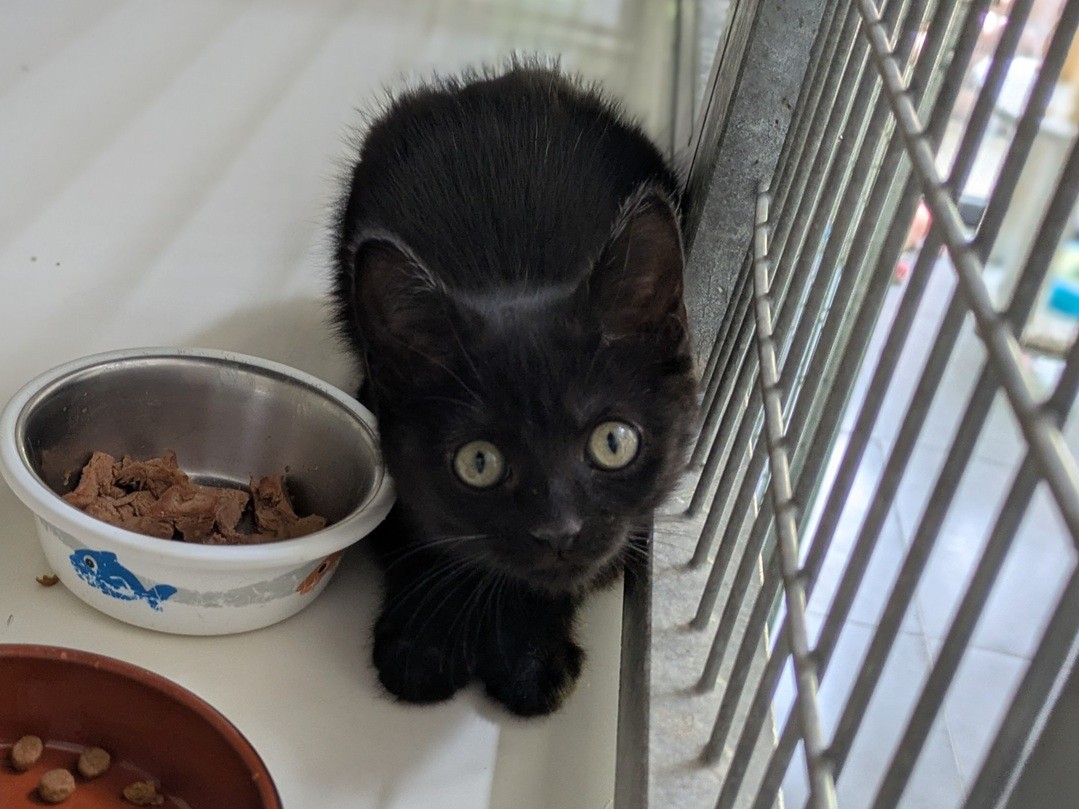 Adopter BABOU