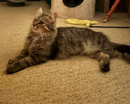 Adopter Zoé