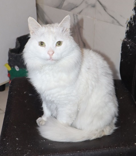 Adopter Sky