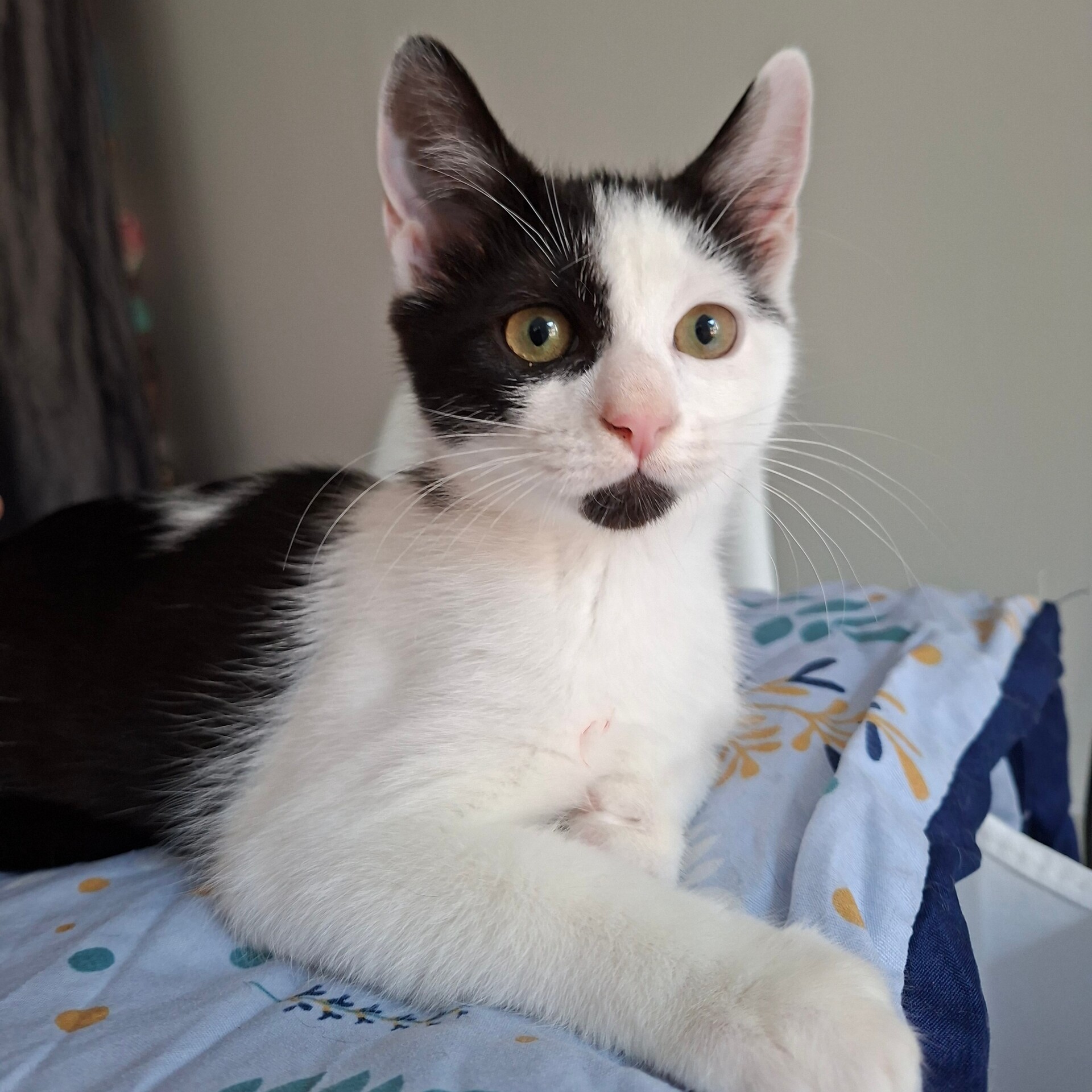 Adoption BEIJIN