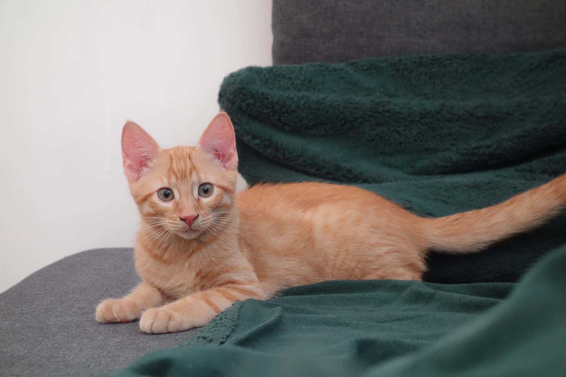 Adopter Adso