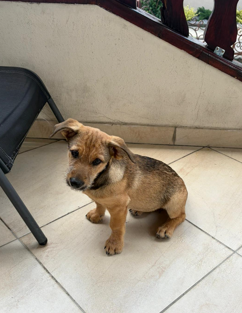 Adopter Yonce