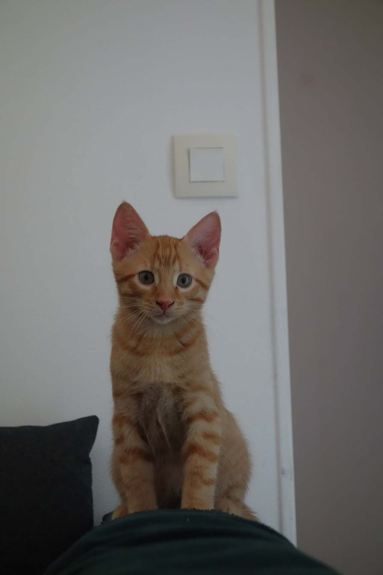 Adopter Adso