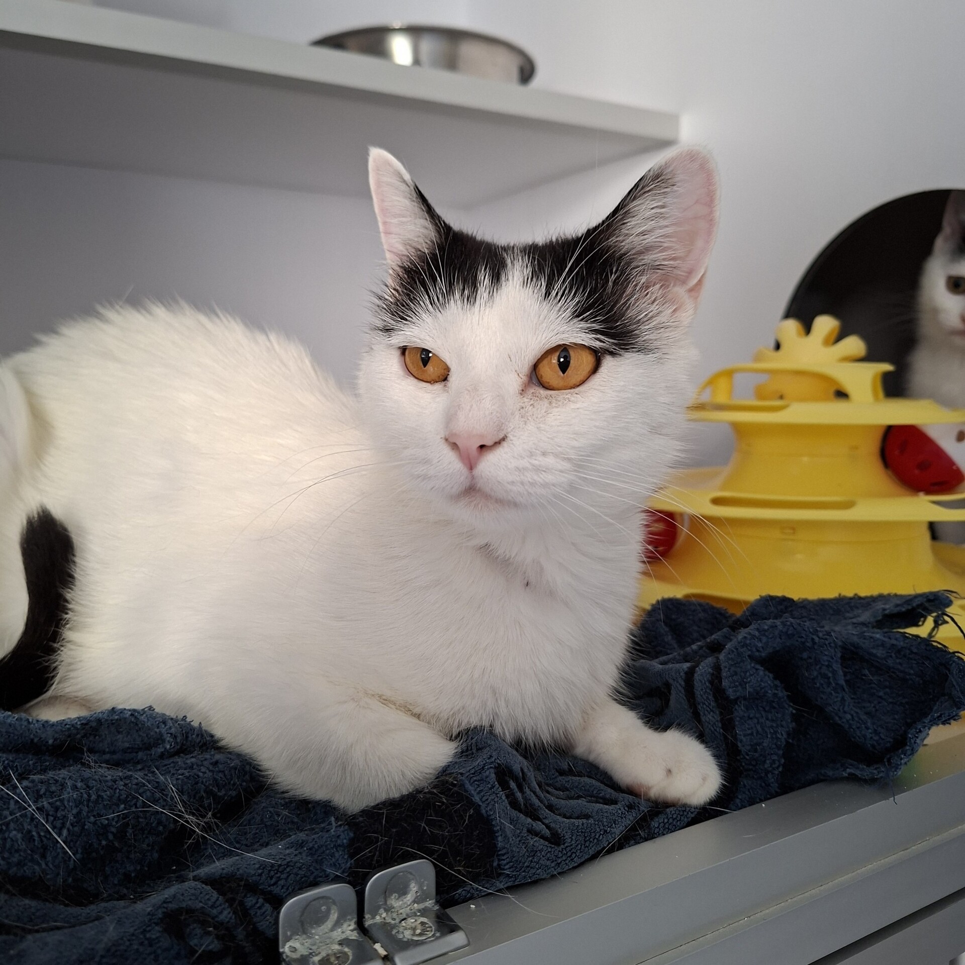 Adopter BAHAMAS