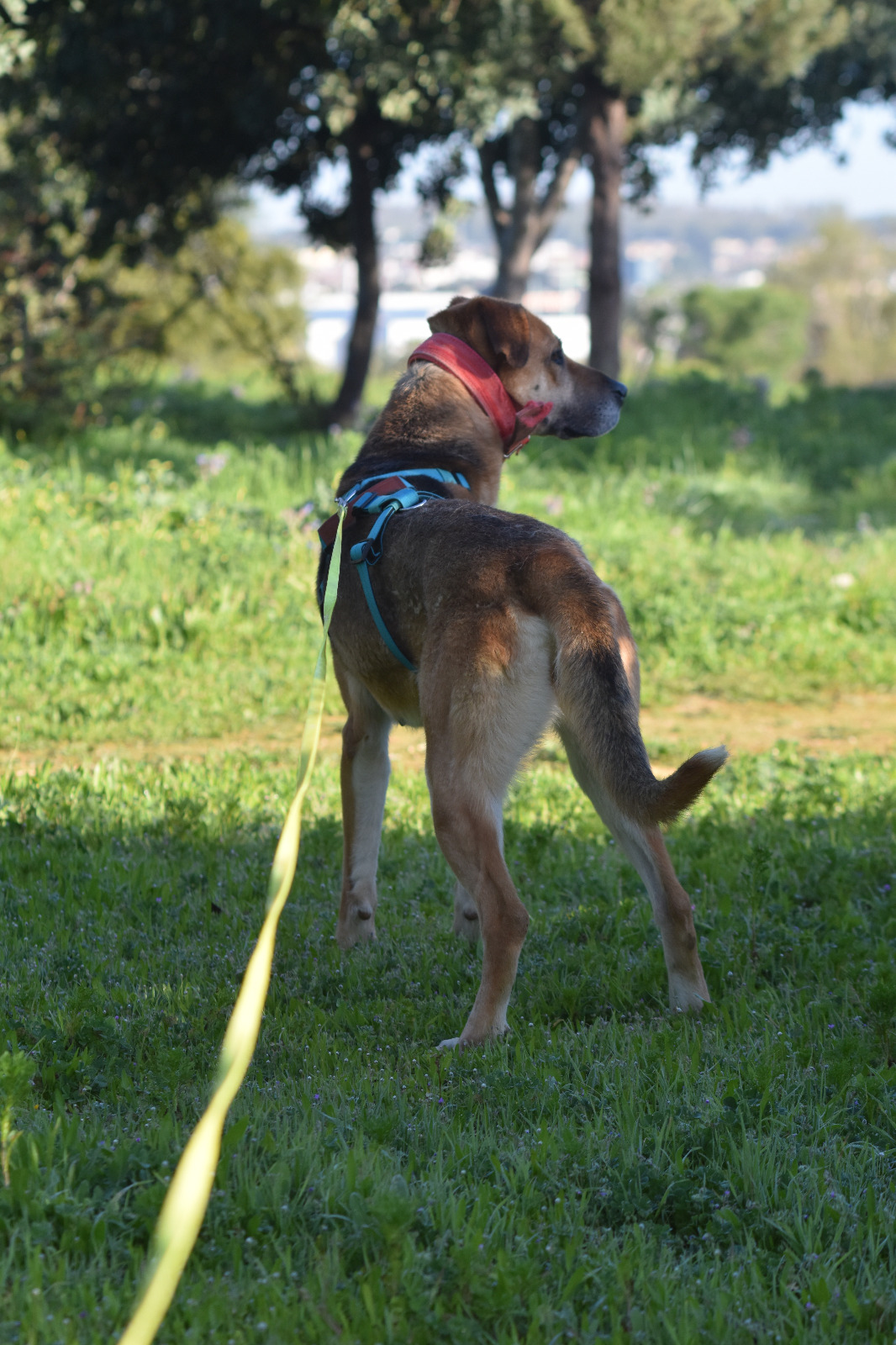 Adopter Shine