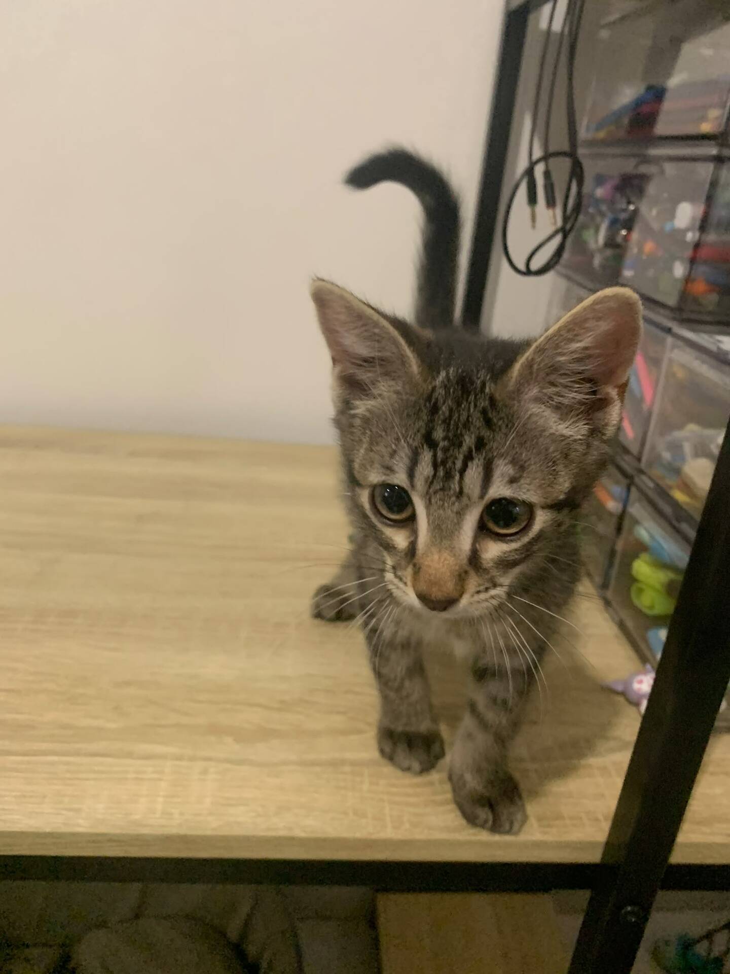 Adopter Belin