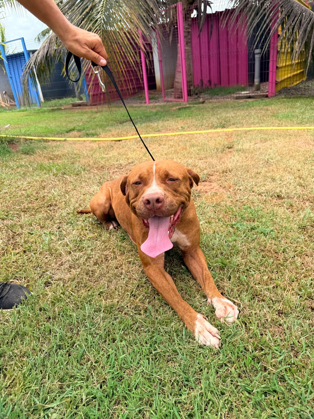 Adoption Starlett