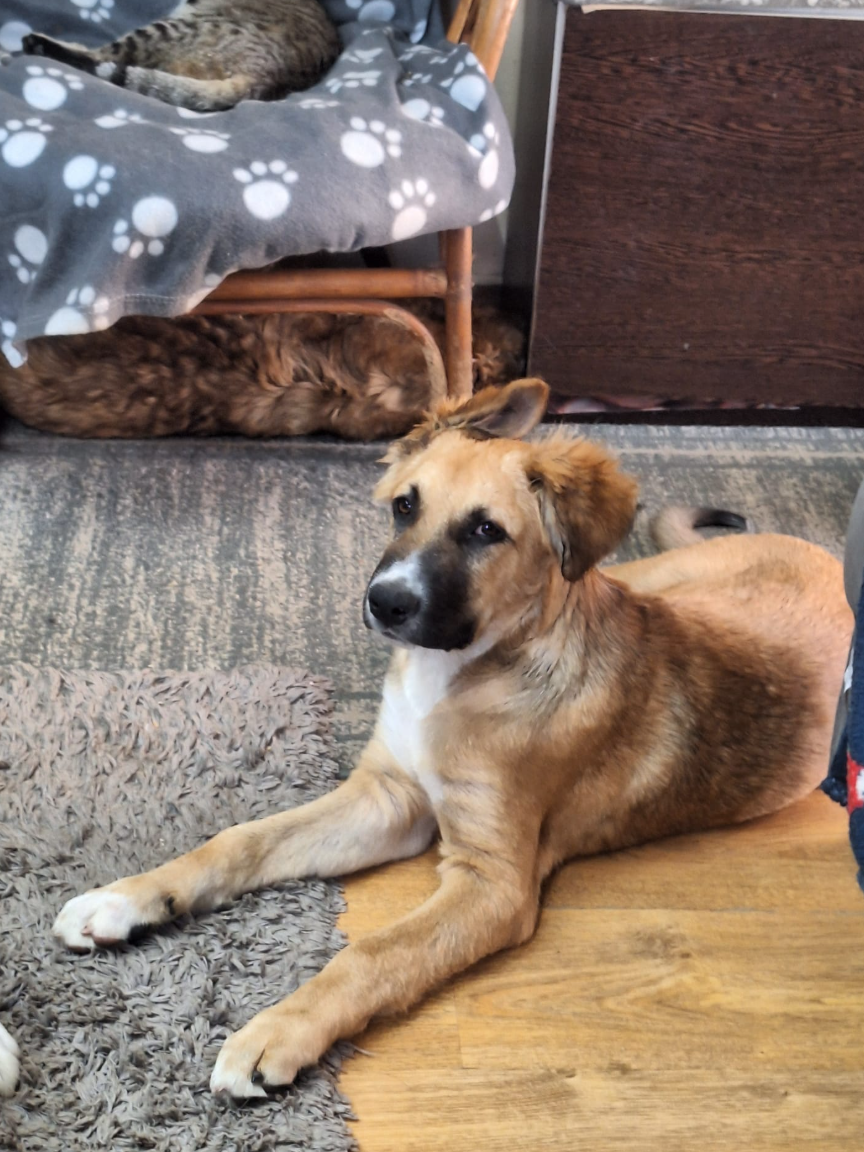 Adoption Archie
