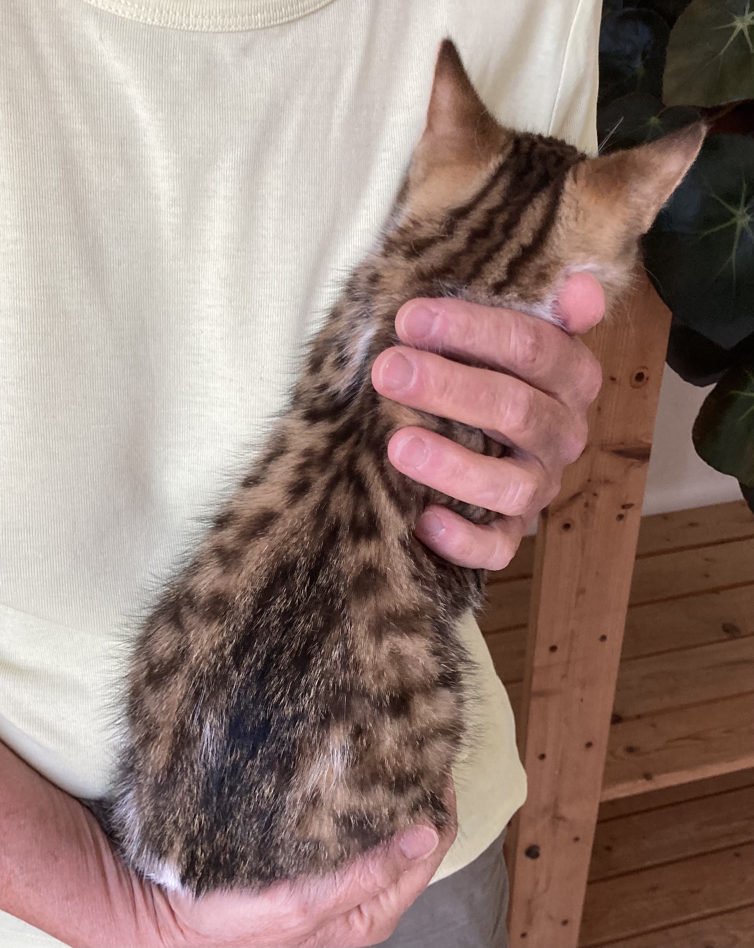 Adopter Pierrot