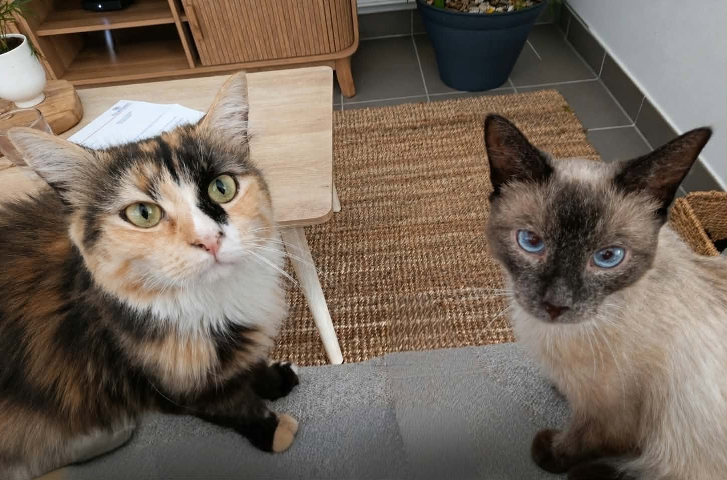 Adopter Linéo et Laîus