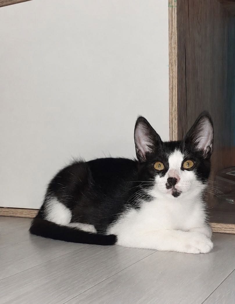Adopter Budy