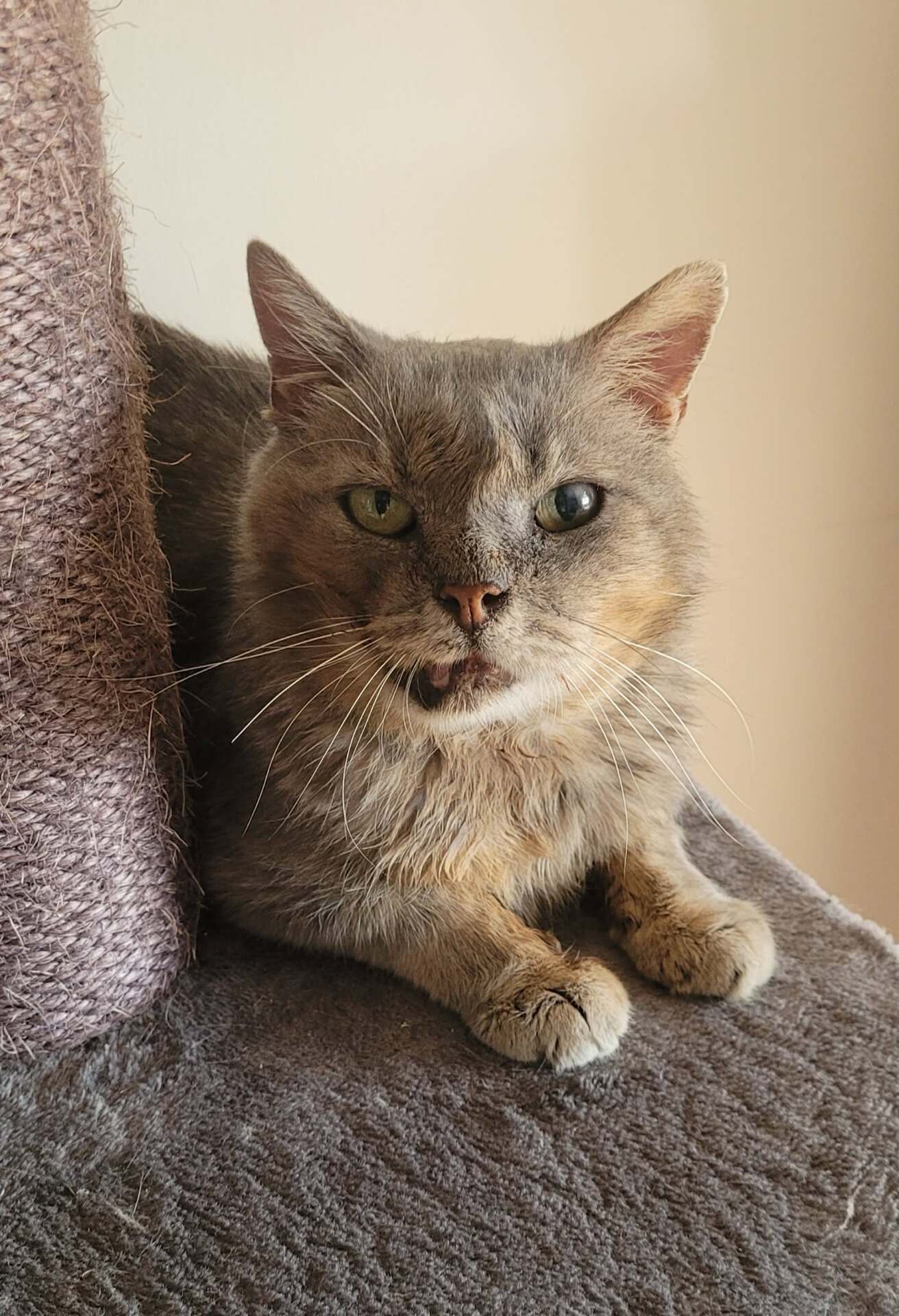 Adopter Rusty
