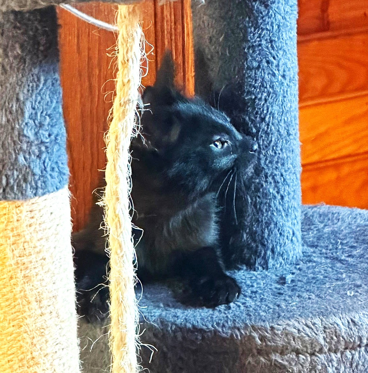 Adoption Burton