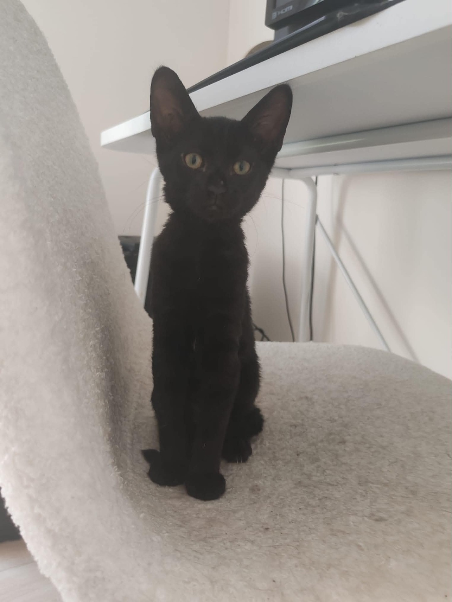 Adopter BAGUETTE